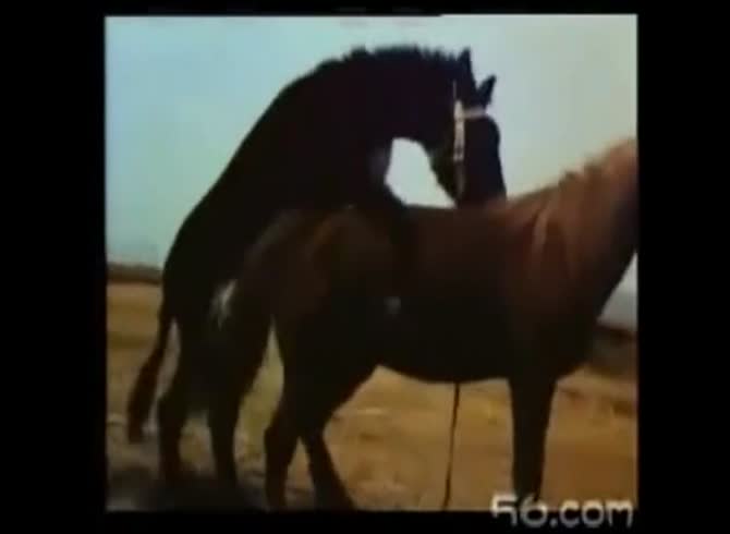 Video :Horses having sex in the farm got filmed